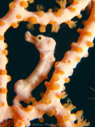Pygmy on my first PNG dive. Canon G11. by Andrew Macleod 